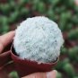 Feather Cactus (Mammillaria Plumosa) Fluffy Soft Cactus 3-4cm