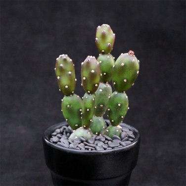 Opuntia Debreczyi Cactus | 'Little Clay Figure' Prickly Pear 4-6cm