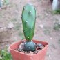 Opuntia Debreczyi Cactus | 'Little Clay Figure' Prickly Pear 4-6cm