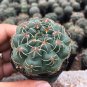 Baldian's Gymnocalycium Cactus 3-4cm