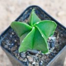 Pentagonal Glazed Bishop's Cap Cactus 3-4cm