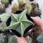 Pentagonal Glazed Bishop's Cap Cactus 3-4cm