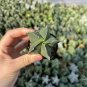 Pentagonal Glazed Bishop's Cap Cactus 3-4cm