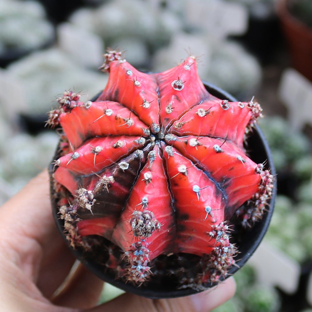 Oil-Painted Peony' Red Live Cactus 5-7cm