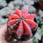 Oil-Painted Peony' Red Live Cactus 5-7cm