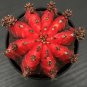 Oil-Painted Peony' Red Live Cactus 5-7cm