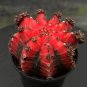 Oil-Painted Peony' Red Live Cactus 5-7cm