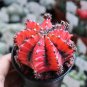 Oil-Painted Peony' Red Live Cactus 5-7cm