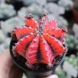 Oil-Painted Peony' Red Live Cactus 5-7cm