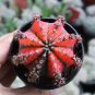 Oil-Painted Peony' Red Live Cactus 5-7cm