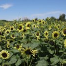Green Crown' Ornamental Sunflower Seeds 1 Bag (1 Grams / Bag)