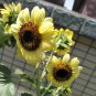 Green Crown' Ornamental Sunflower Seeds 1 Bag (1 Grams / Bag)
