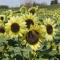 Green Crown' Ornamental Sunflower Seeds 1 Bag (1 Grams / Bag)