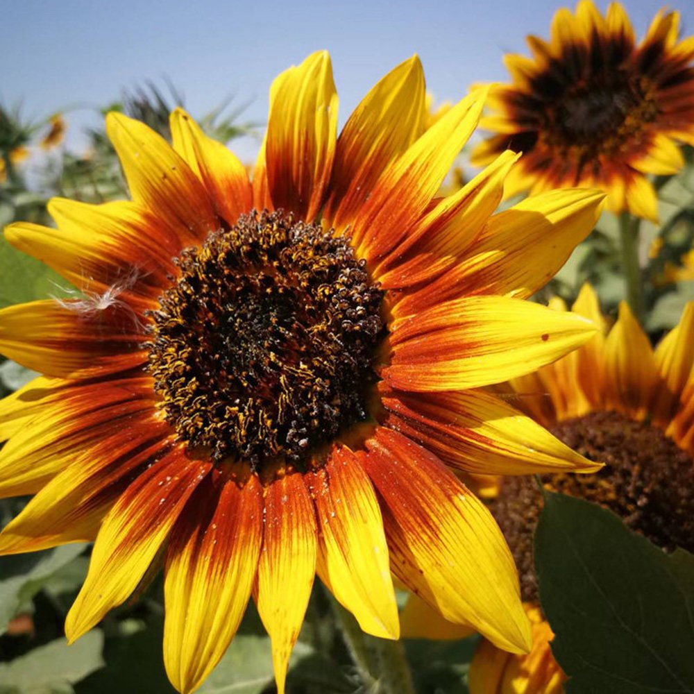 Solar Eclipse Ornamental Sunflower Seeds 1 Bag (1 Grams / Bag)