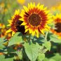 Solar Eclipse Ornamental Sunflower Seeds 1 Bag (1 Grams / Bag)