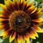 Solar Eclipse Ornamental Sunflower Seeds 1 Bag (1 Grams / Bag)