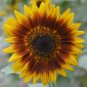 Solar Eclipse Ornamental Sunflower Seeds 1 Bag (1 Grams / Bag)