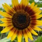 Solar Eclipse Ornamental Sunflower Seeds 1 Bag (1 Grams / Bag)