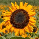 Little Black Bear' Ornamental Sunflower Seeds 1 Bag (1 Grams / Bag)