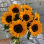 Little Black Bear' Ornamental Sunflower Seeds 1 Bag (1 Grams / Bag)