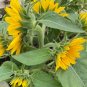 Smiling Face' Ornamental Sunflower Seeds 1 Bag (1 Grams / Bag)