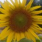 Smiling Face' Ornamental Sunflower Seeds 1 Bag (1 Grams / Bag)