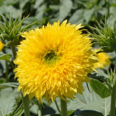 Winnie Bear' Ornamental Sunflower Seeds 1 Bag (1 Grams / Bag)