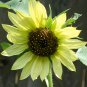 'Lemon Boy' Ornamental Sunflower Seeds 1 Bag (1 Grams / Bag)