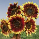 Sunset Glow' Ornamental Sunflower Seeds 1 Bag (1 Grams / Bag)