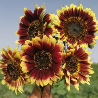 Sunset Glow' Ornamental Sunflower Seeds 1 Bag (1 Grams / Bag)