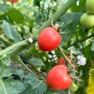 Jingfan Fenxing No.2' Tomato Seed 1 Bag (100 Seeds)