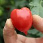 Jingfan Fenxing No.2' Tomato Seed 1 Bag (100 Seeds)
