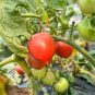 Jingfan Fenxing No.2' Tomato Seed 1 Bag (100 Seeds)