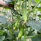 Chinese Large Thorn Fruit Cucumber Seeds 1 Bag (20 Seeds)