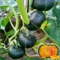 Green Baby' Small Pumpkin Seeds 1 Bag (20 Seeds)