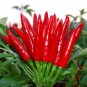 Chao Tian Blaze: Red Cluster Pepper Seeds 1 Bag (300 Seeds)