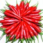 Chao Tian Blaze: Red Cluster Pepper Seeds 1 Bag (300 Seeds)