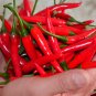 Chao Tian Blaze: Red Cluster Pepper Seeds 1 Bag (300 Seeds)