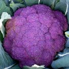 Broccoli, Purple 1 Bag (20 Seeds)