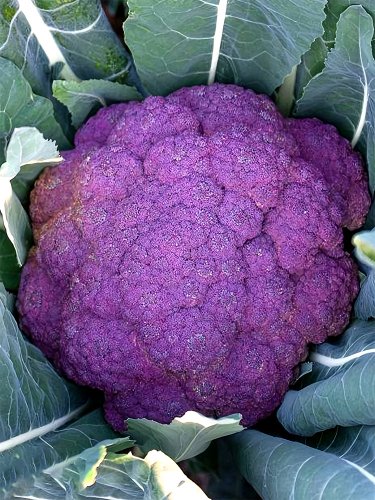 Broccoli, Purple 1 Bag (20 Seeds)