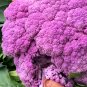 Broccoli, Purple 1 Bag (20 Seeds)