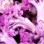 Broccoli, Purple 1 Bag (20 Seeds)
