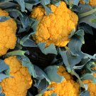 Broccoli, yellow 1 Bag (20 Seeds)