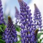 Blue Lupin Seeds 1 Bag (100 Seeds)