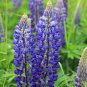 Blue Lupin Seeds 1 Bag (100 Seeds)