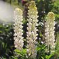 White Lupin Seeds 1 Bag (100 Seeds)