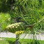 Huashan Pine Seeds 1 Bag (50 Seeds)