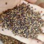 Bush Clover Seeds 1 Bag (200 Seeds)