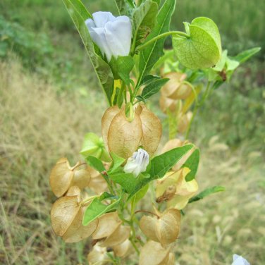 Shoo-Fly Plant Seeds  1 Bag (300 Seeds)