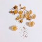 Shoo-Fly Plant Seeds 1 Bag (300 Seeds)
